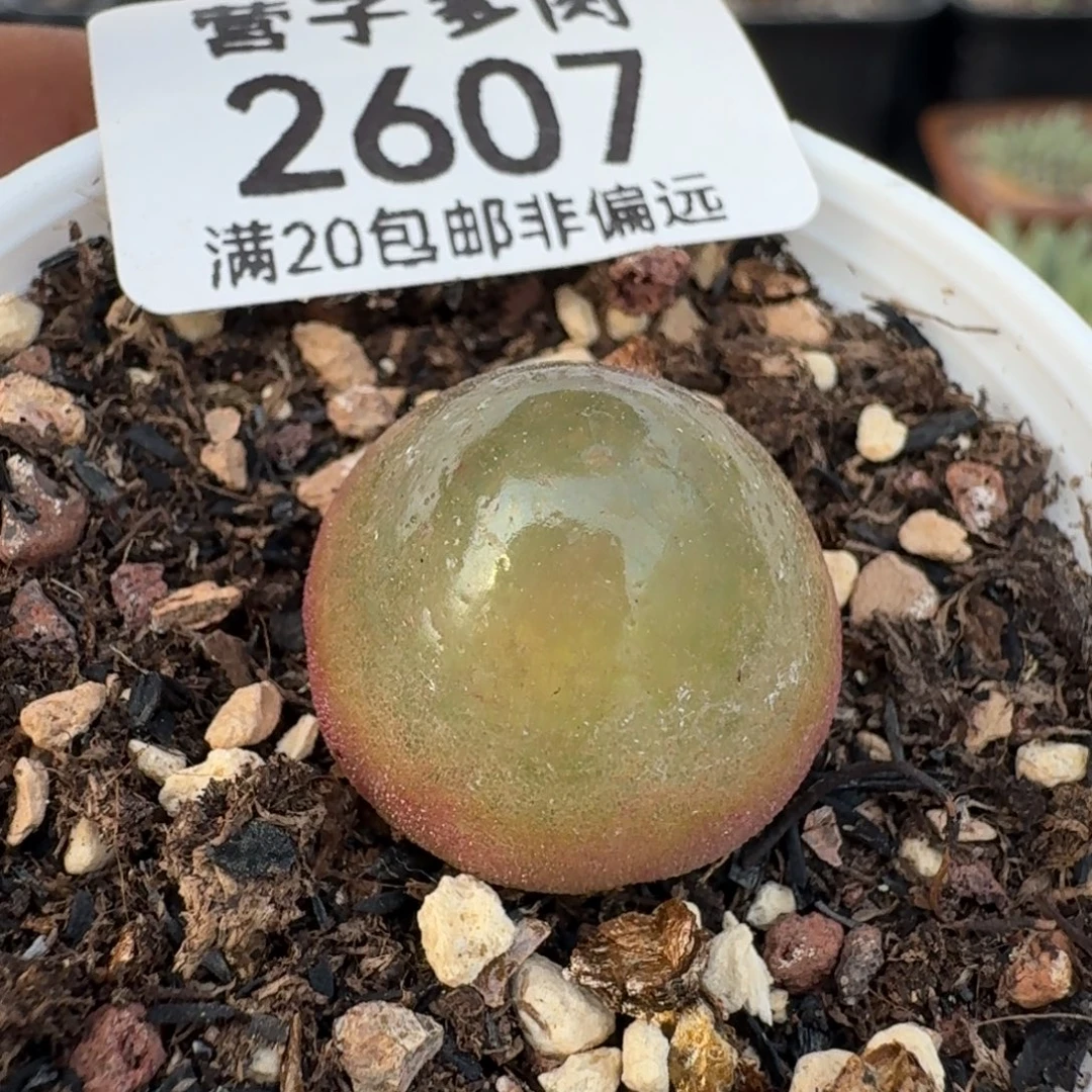 灯泡1.9带盆土。