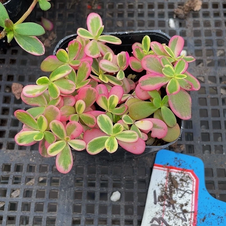 太阳花锦带盆土发货