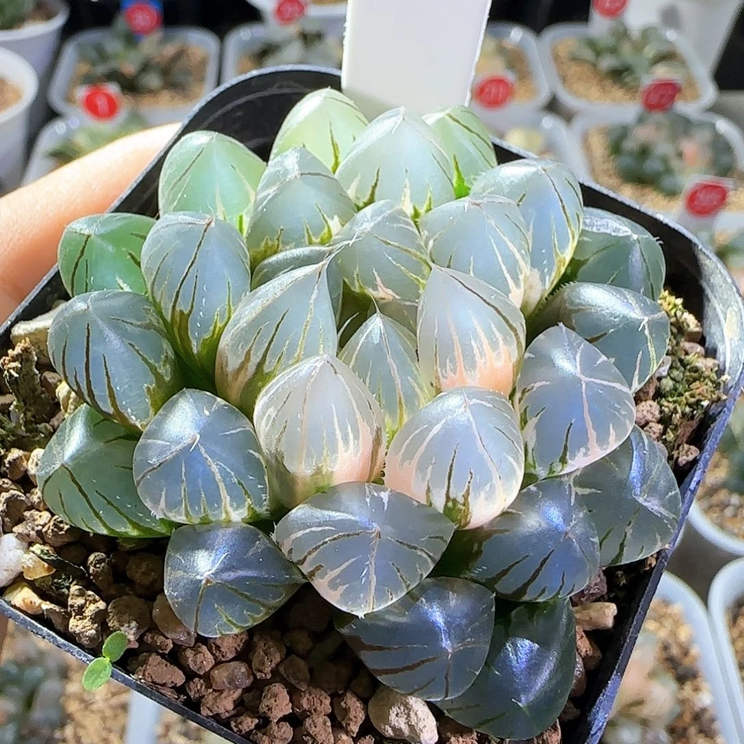 527号霓虹灯一物一拍带盆土