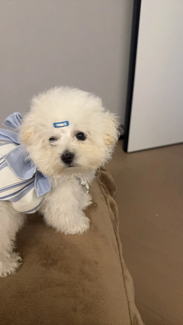 树脂食玩自选单扣自选包 拍下即可参与