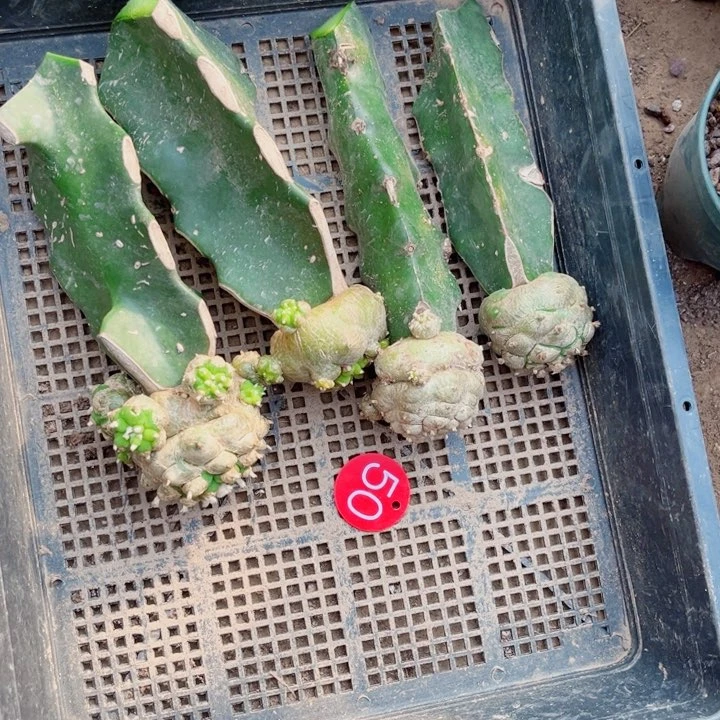 仙人球嫁接开花一筐50