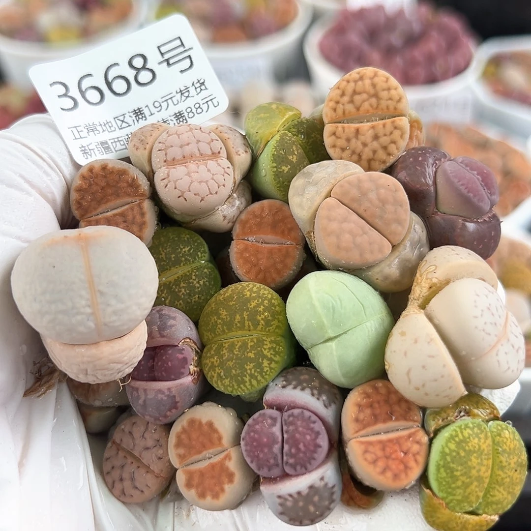 好养易活生石花大母本3668共20个