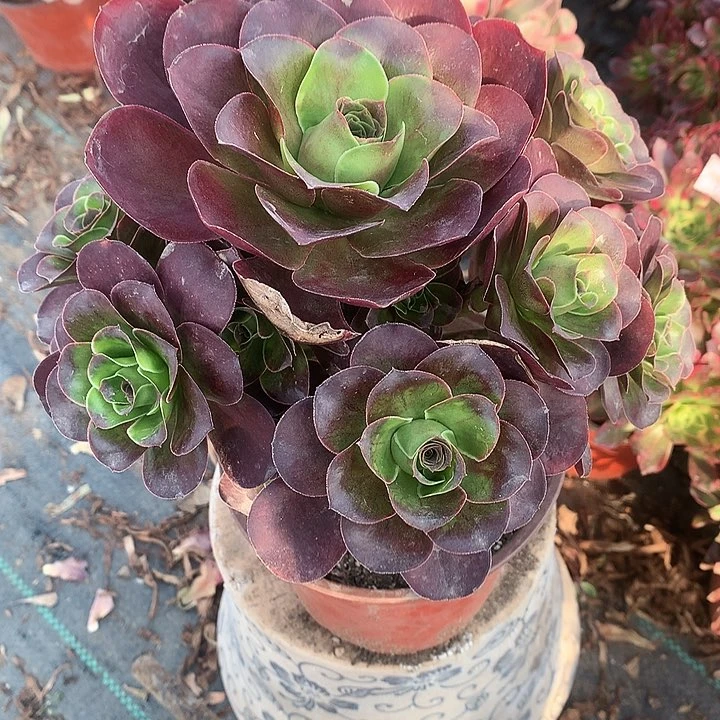 792魅金玫瑰多肉植物