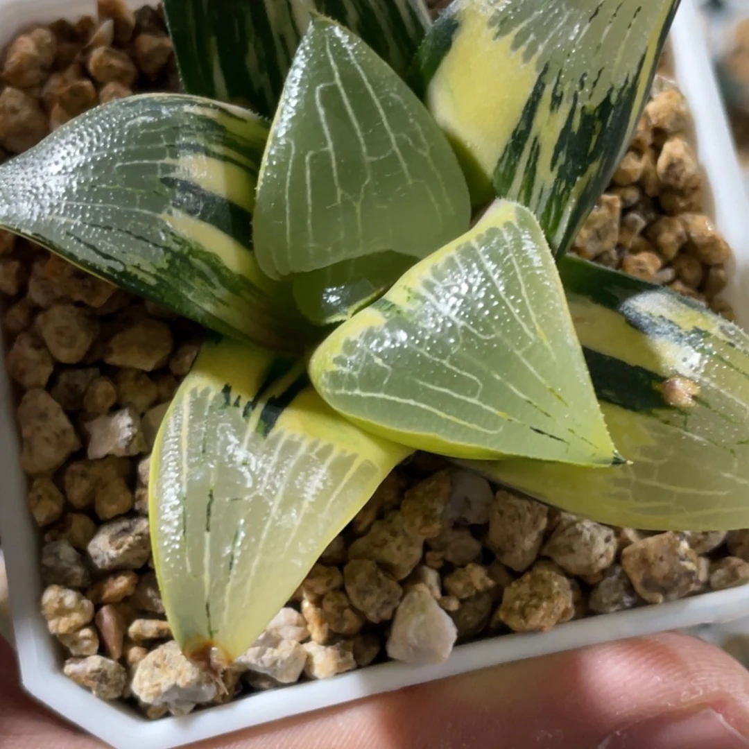 无****广实生默认脱土发货带盆不售后