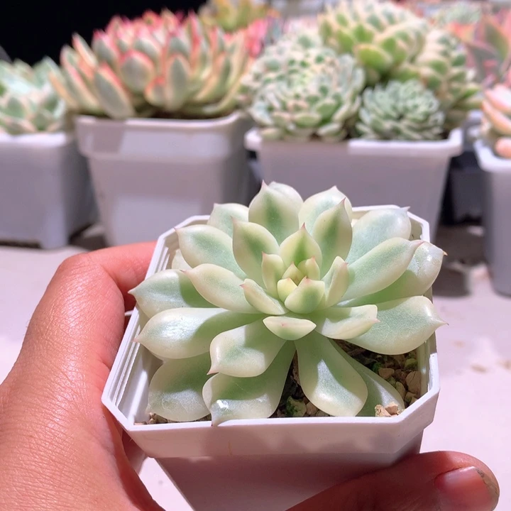 宽锦爱丽卡覆轮锦有根