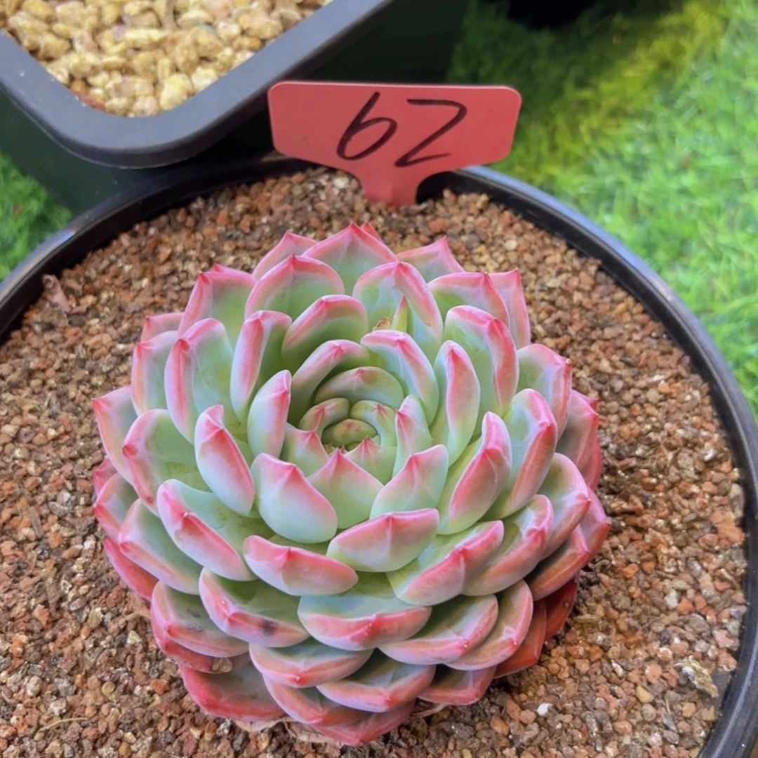 我****?我的小可爱们都好可爱