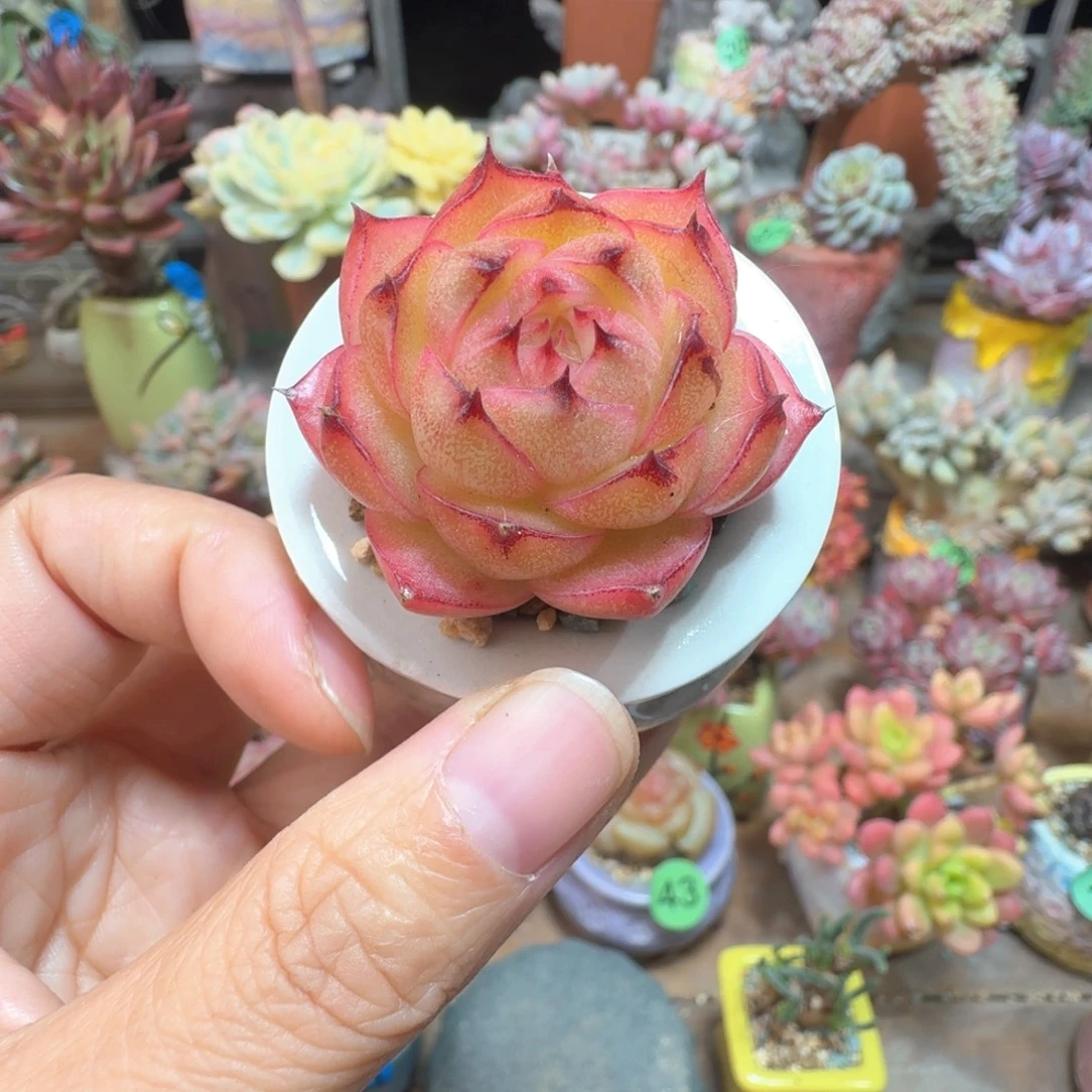 彤雾珍妮 多肉含盆土 一物一拍