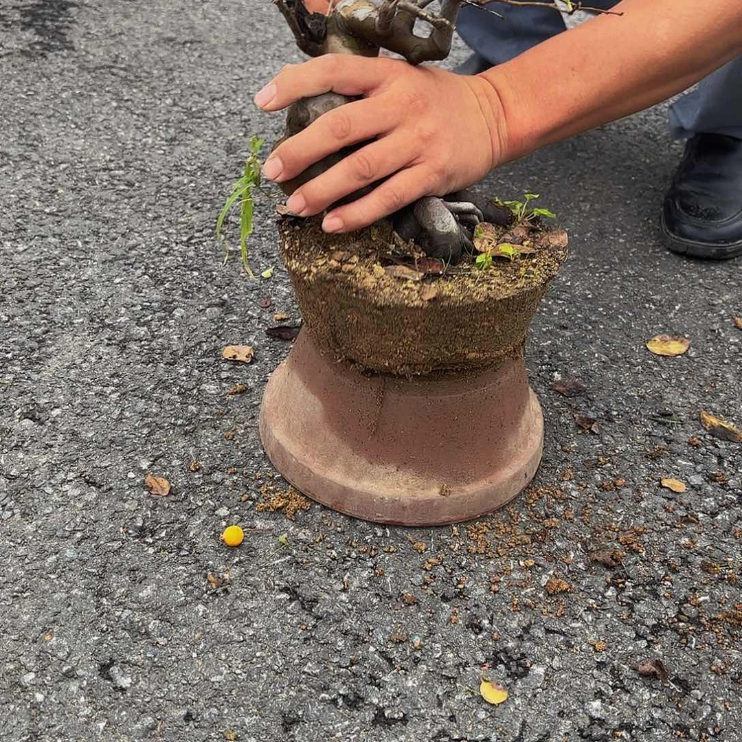 完全开放木瓜盆景造型盆栽花卉