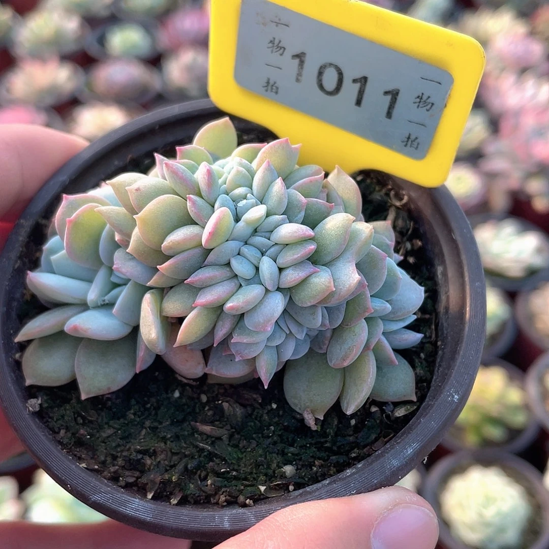 叶***子1011号多肉植物盆栽