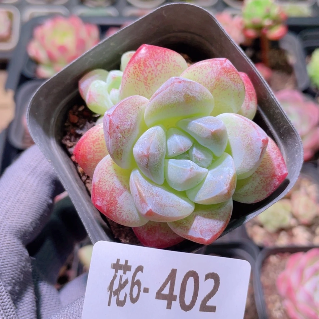 花利美6-402冰玉