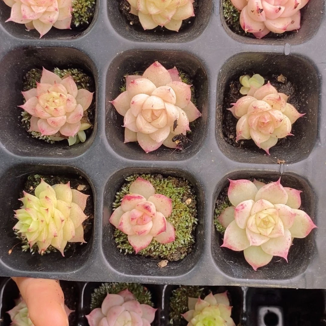 ?*2-201多肉多肉多肉多肉多肉多肉