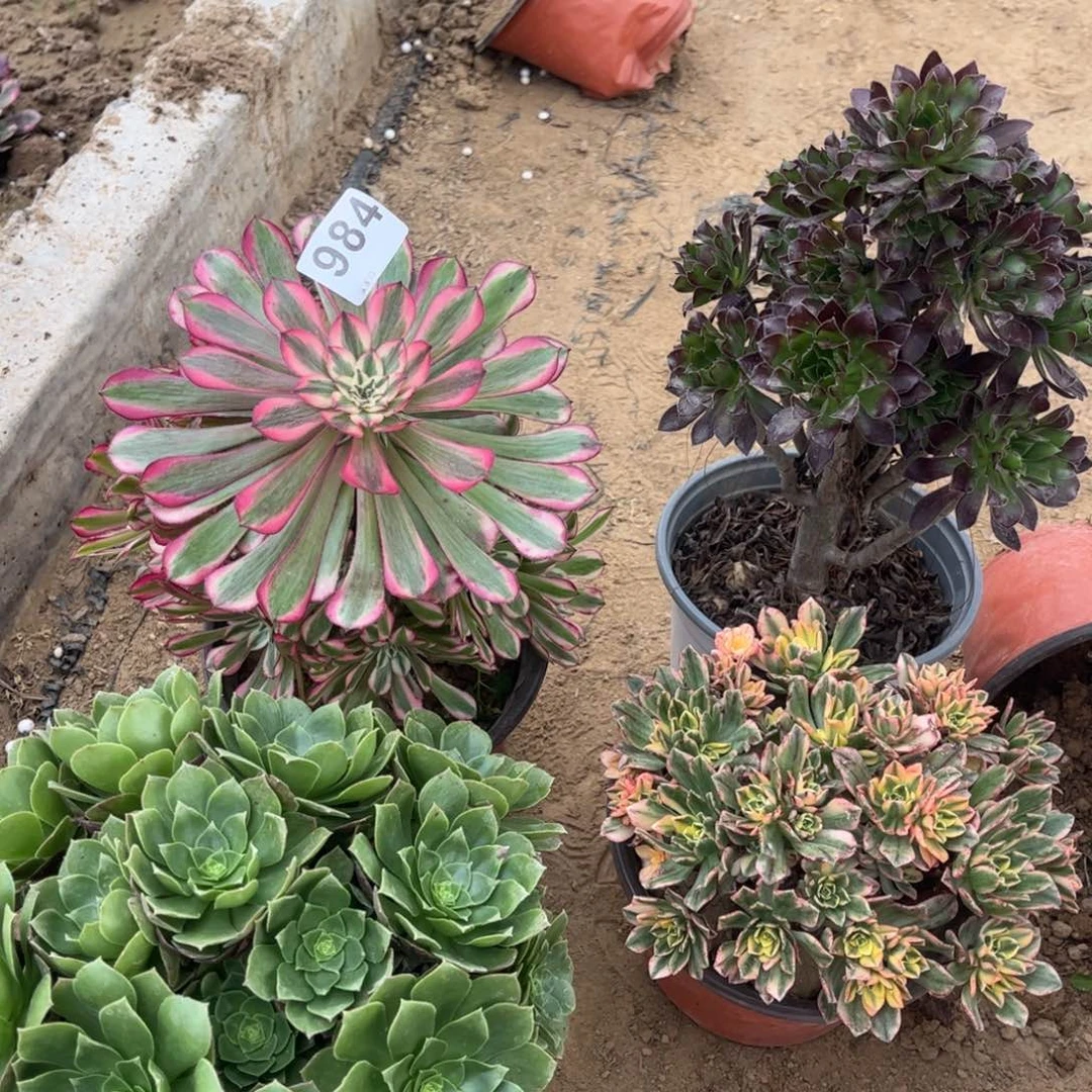 套餐四颗984不包断枝的