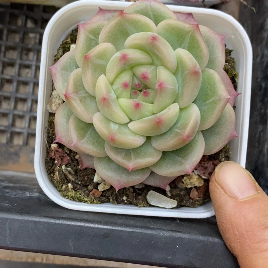 精品多肉一物一拍不包整282