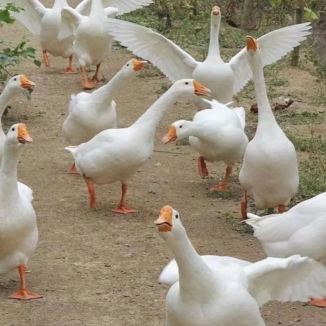 农村散养笨大鹅（赠送心肝鹅胗）