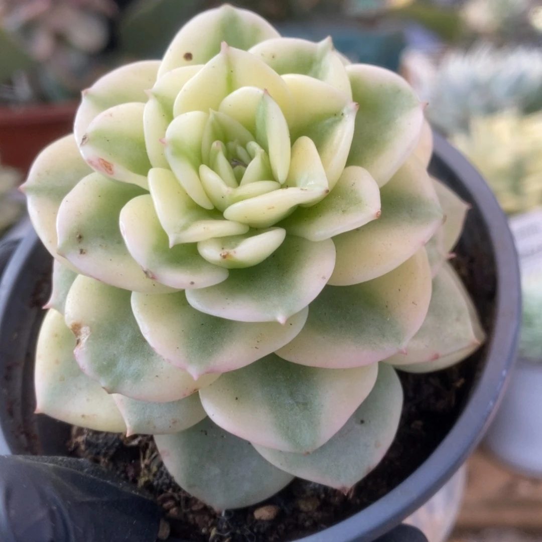 382蜡牡丹锦锦锦锦锦锦