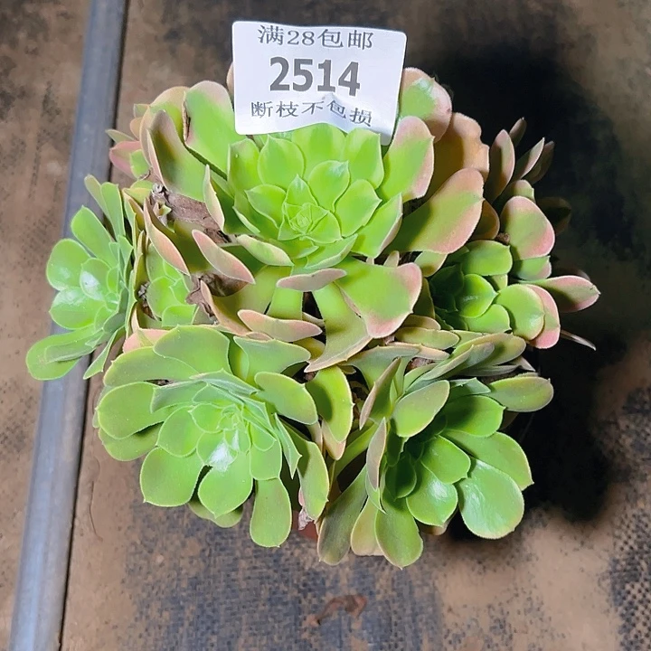 2514香妃多肉植物保护