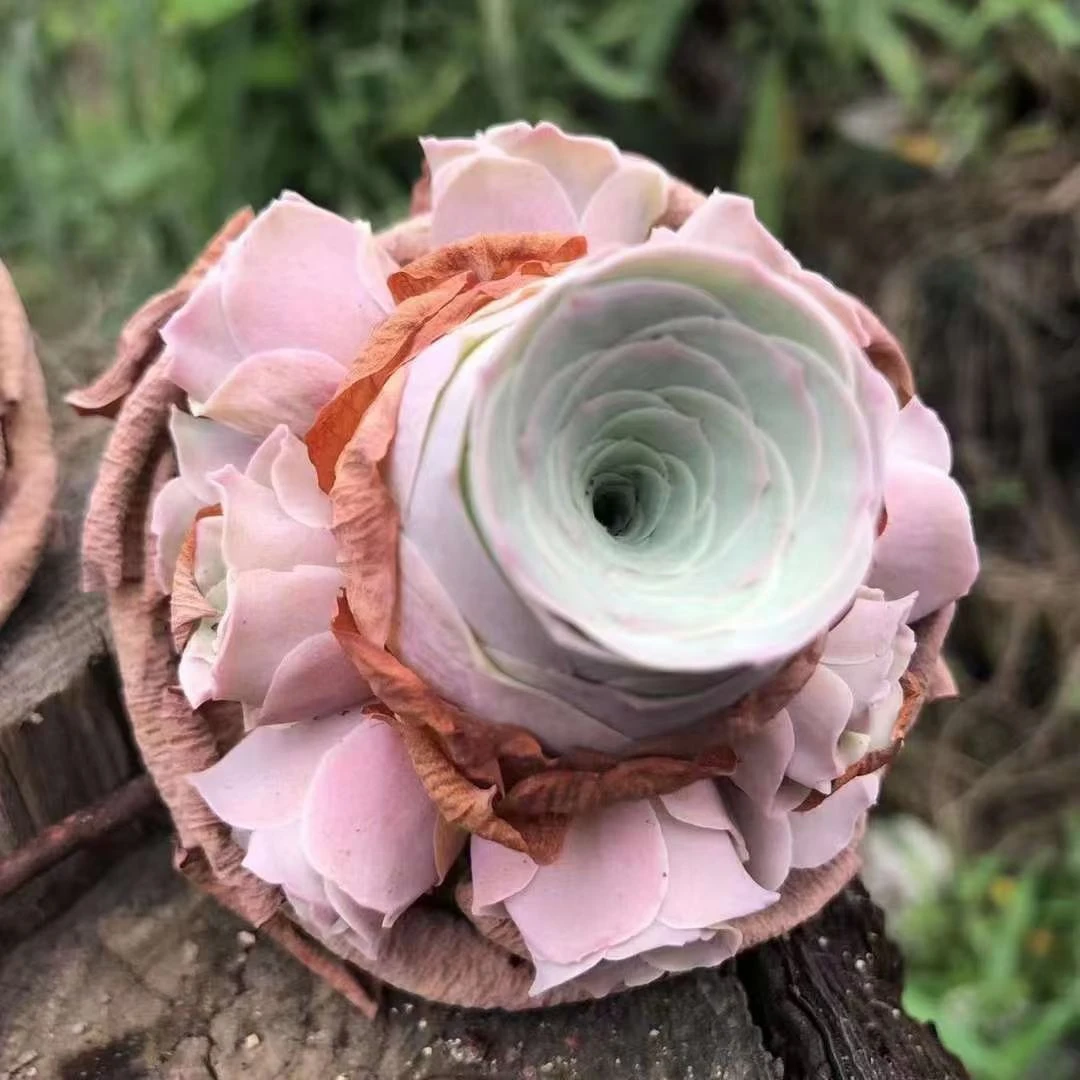 多肉植物水蜜桃夏季帕尔马粉山地直发室内多头玫瑰混搭办公室