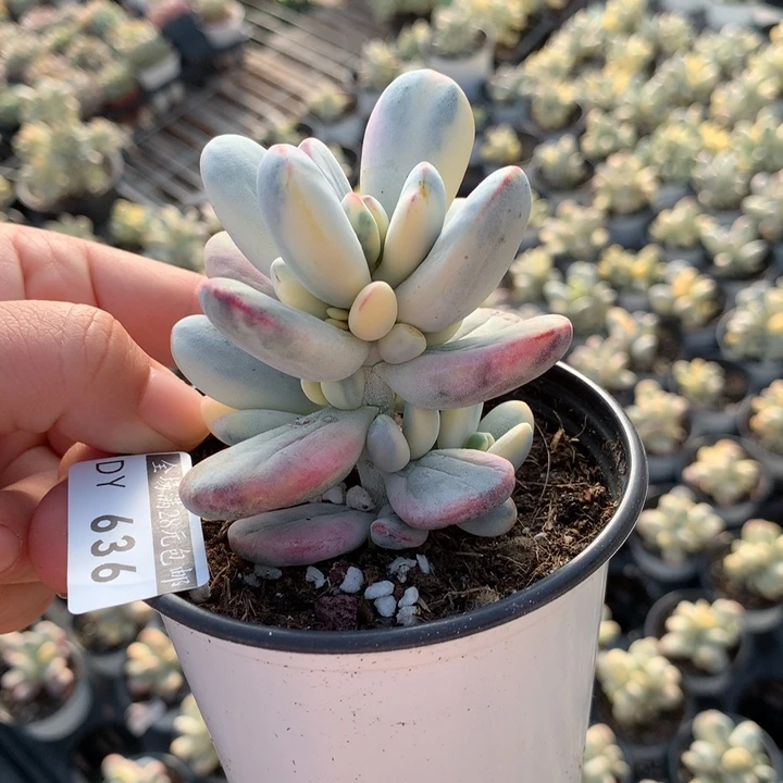 乒乓福娘锦多肉植物