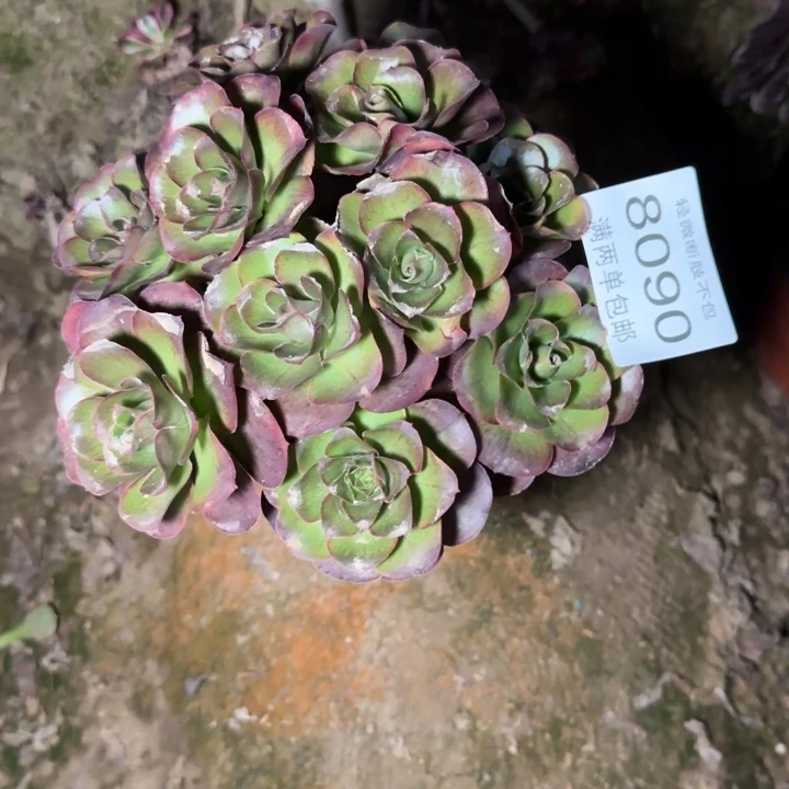 8090魅金多肉植物