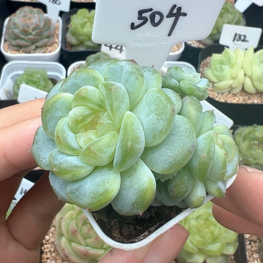 504号甜心t3000带两崽