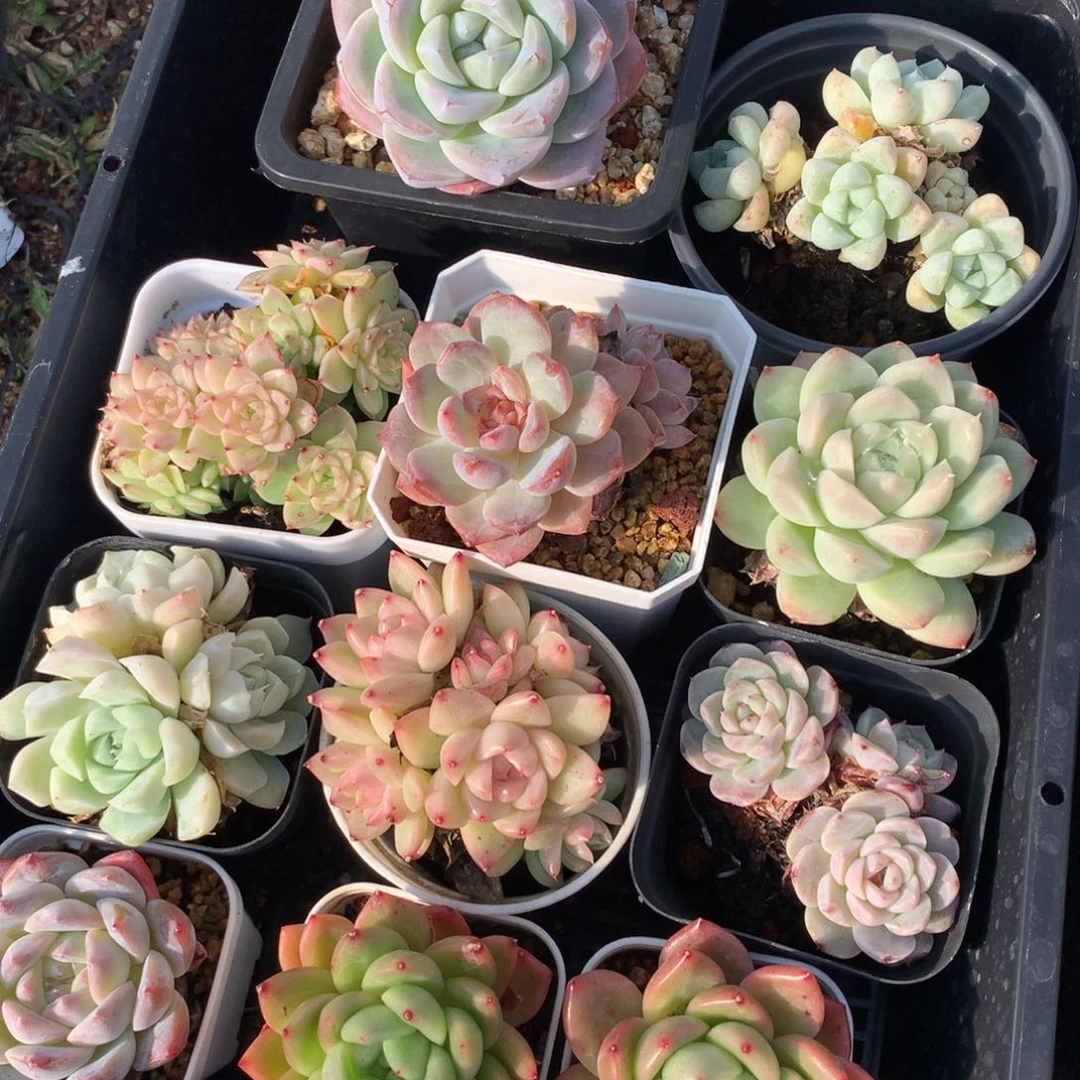 1213-82 套餐一组