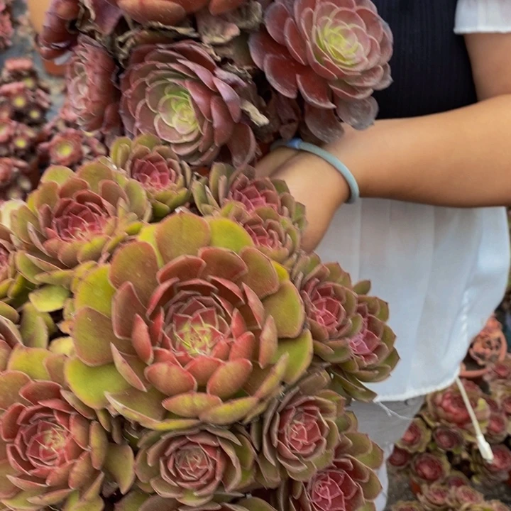 完全开放红魔加黑魔一组多肉植物