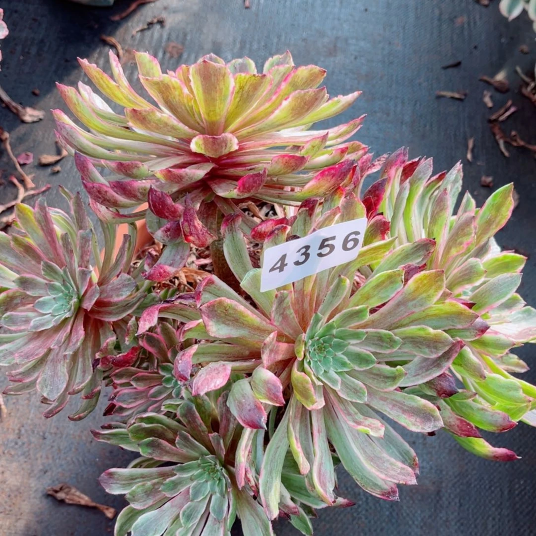 皱叶仙墨多肉发货发货