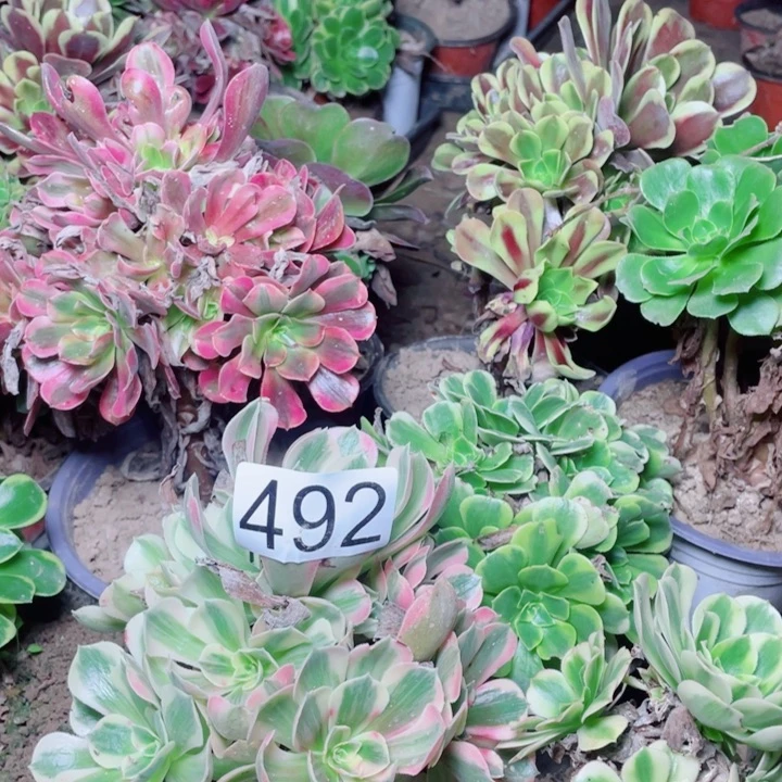 多肉植物组合492