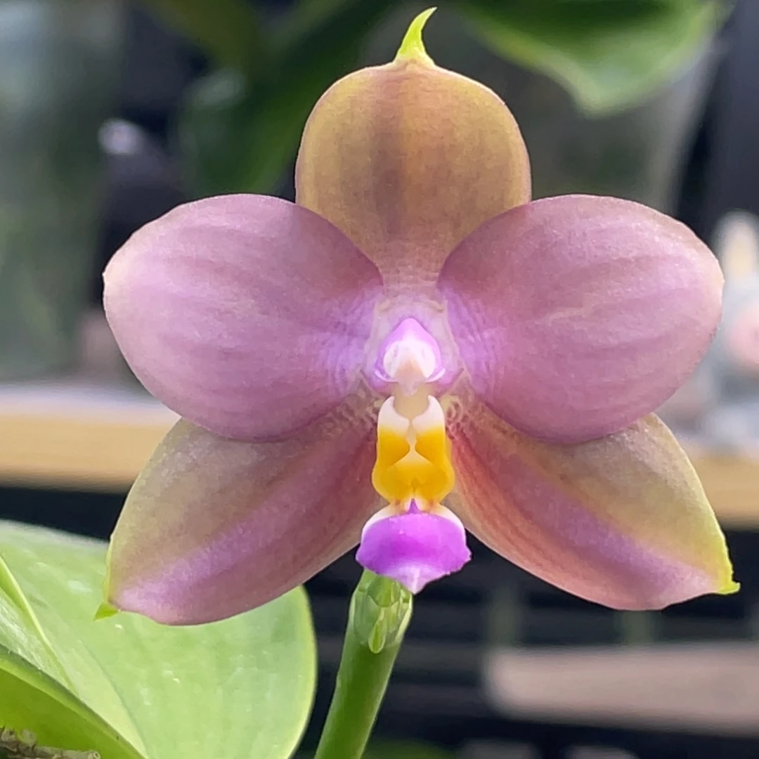 完全开放yc52，浓香