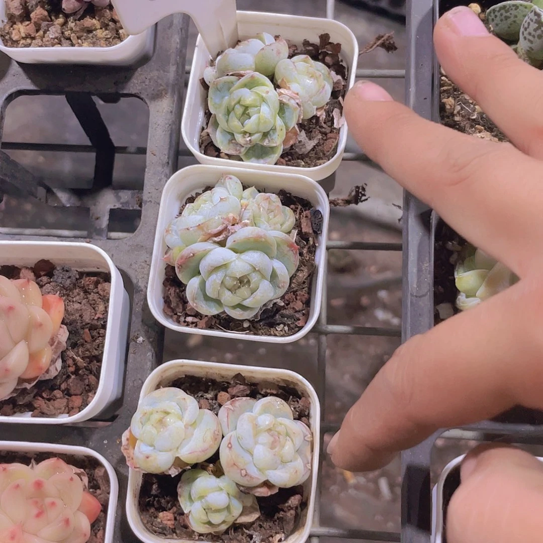 ?***e胖虎e089一物一拍