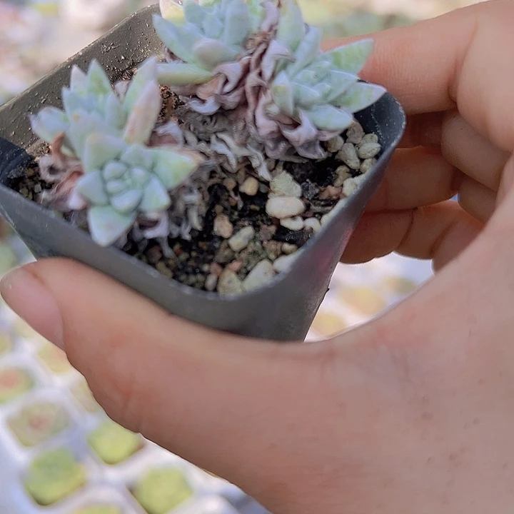 白菊4头起19包邮多肉