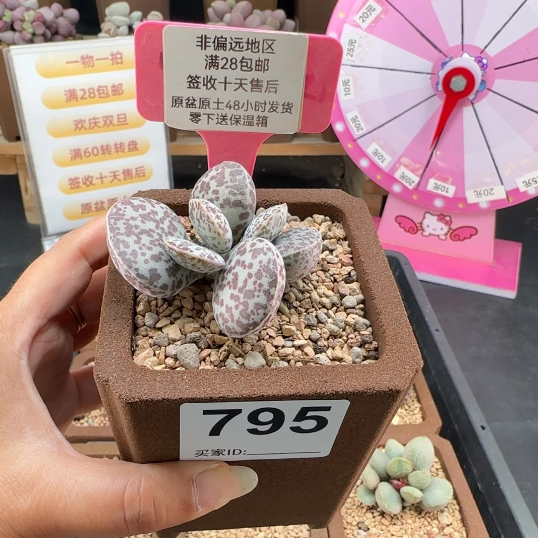炒***条795密斑花旦多肉植物补差
