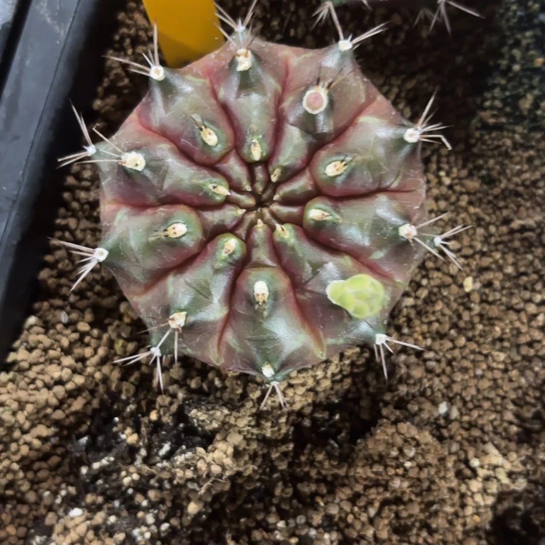 难***忘L608-1215泰国发货 失落之城