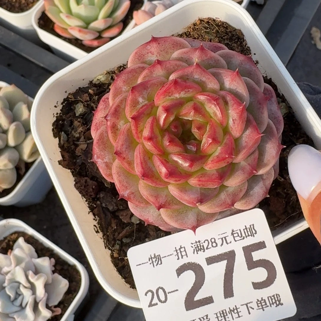 天鹅绒无盆土发货无