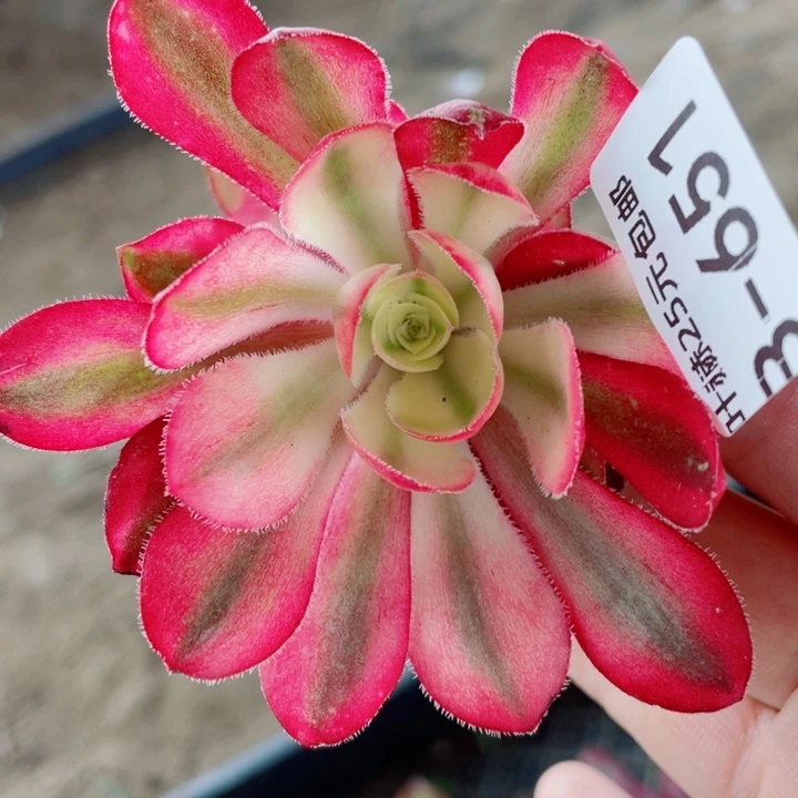 561爱丽多肉12345678