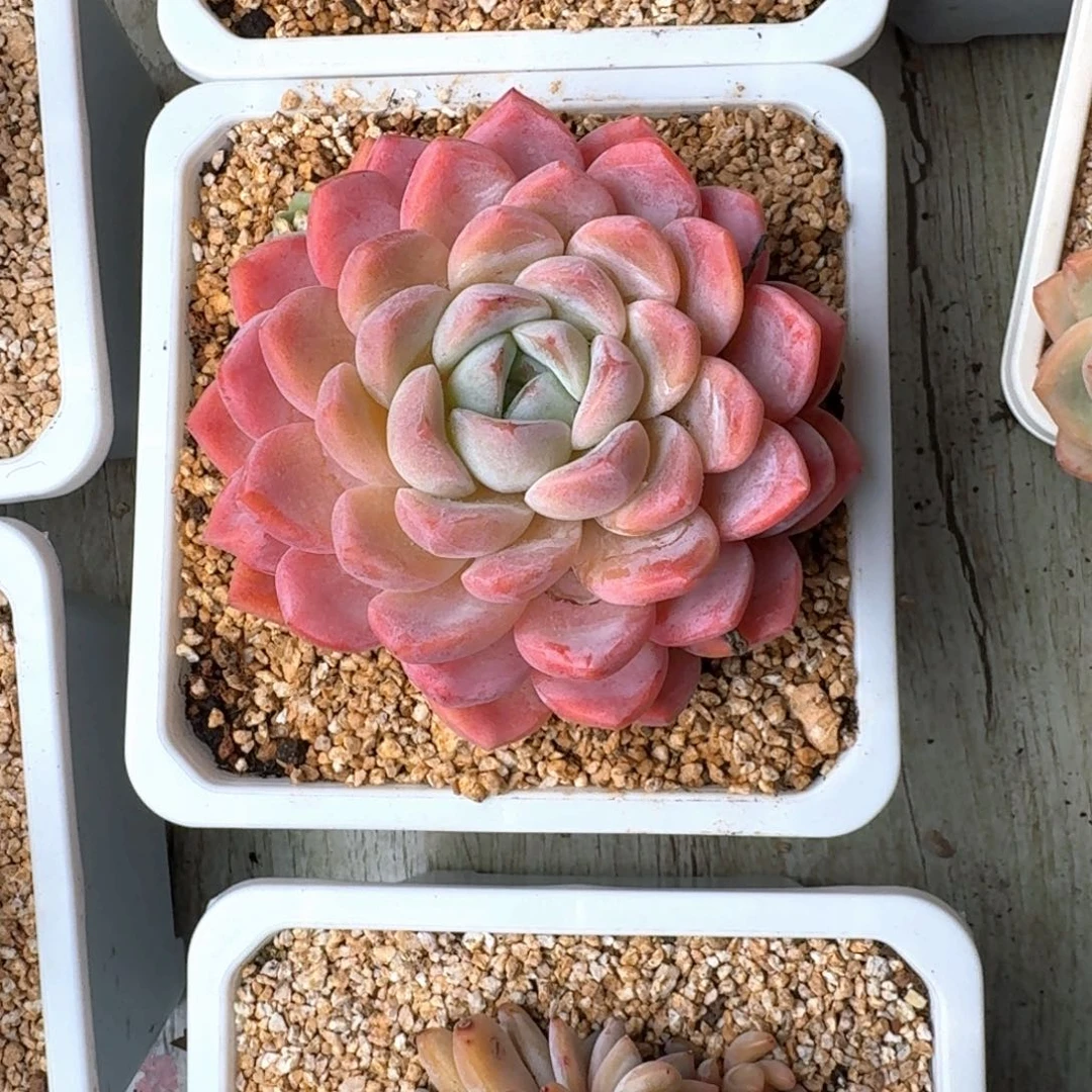 专拍链接多肉精品单头