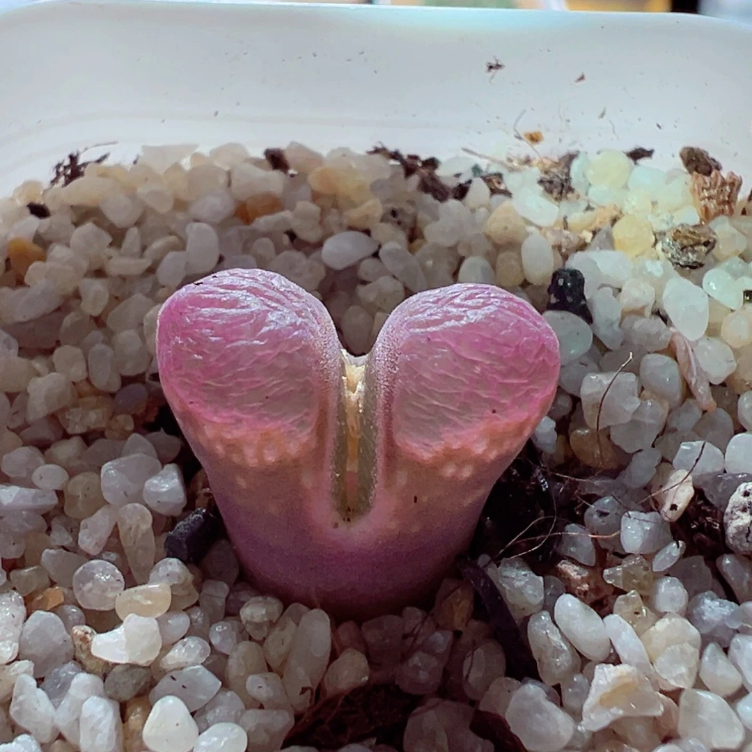 1214-242多肉多日粉透