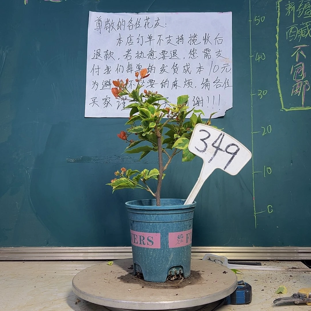 当前无花栽培后可以开花斋戒狂欢 349