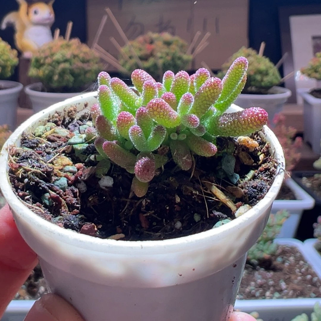 537橘子糖一物一拍包开箱