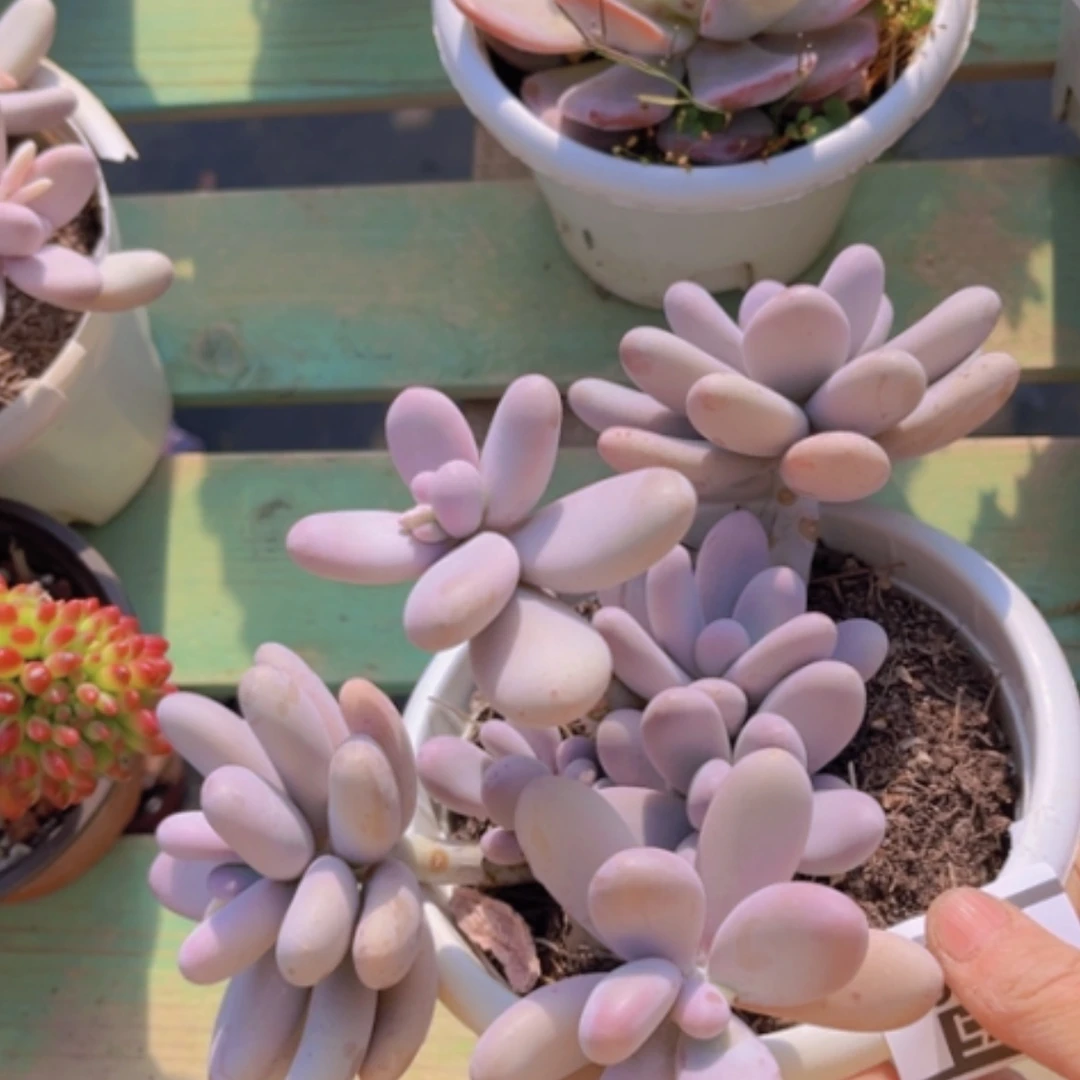 【闪购商品】原始奶1358