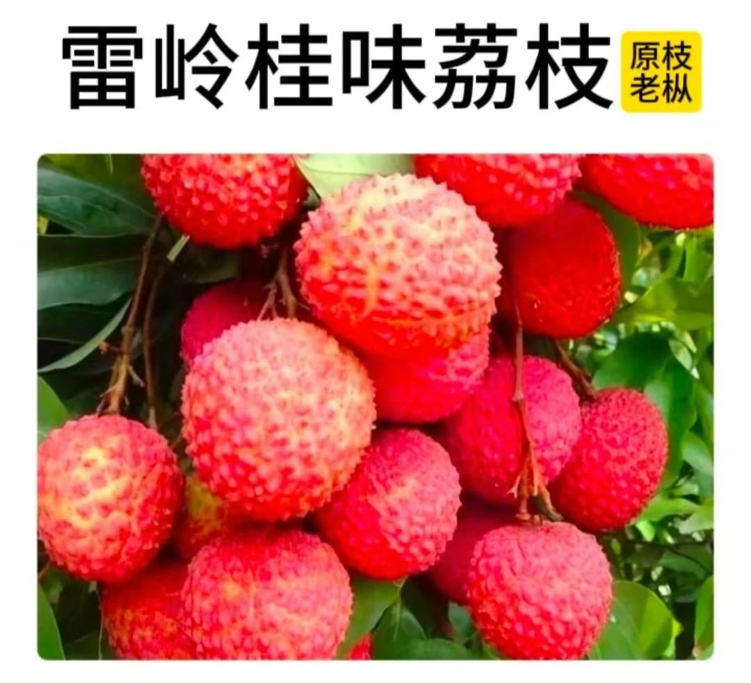 【京东冷链/30年老树果】正宗雷岭桂味荔枝当天采摘核小肉厚爆甜