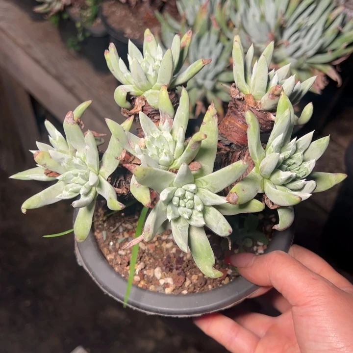 857超法杂交哈哈哈哈哈