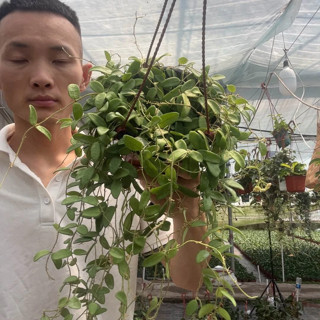 爱***尼无花朵小叶香花球兰