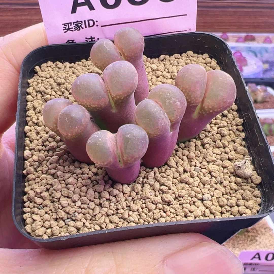 036号风铃福利特特特束