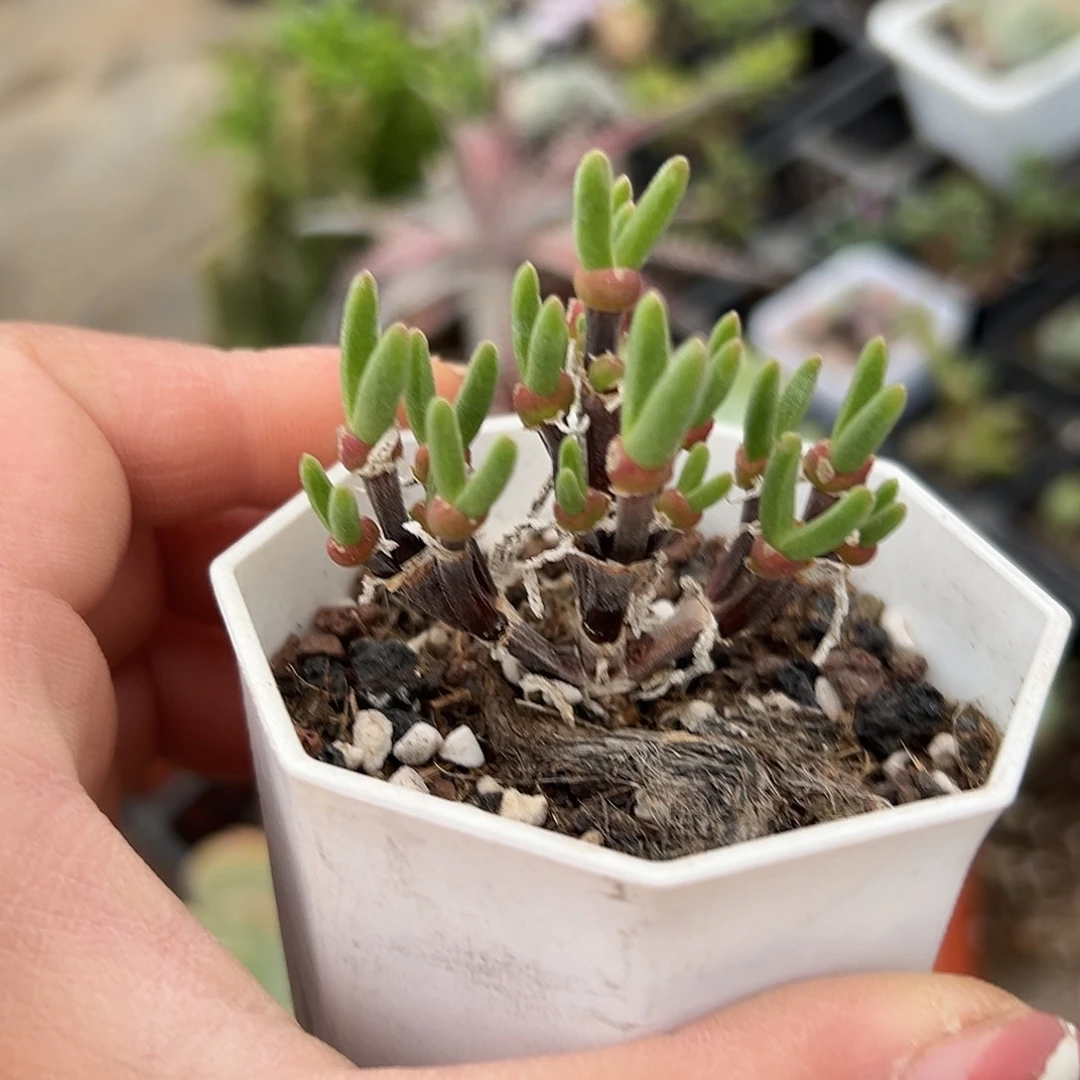 多肉植物多肉植物