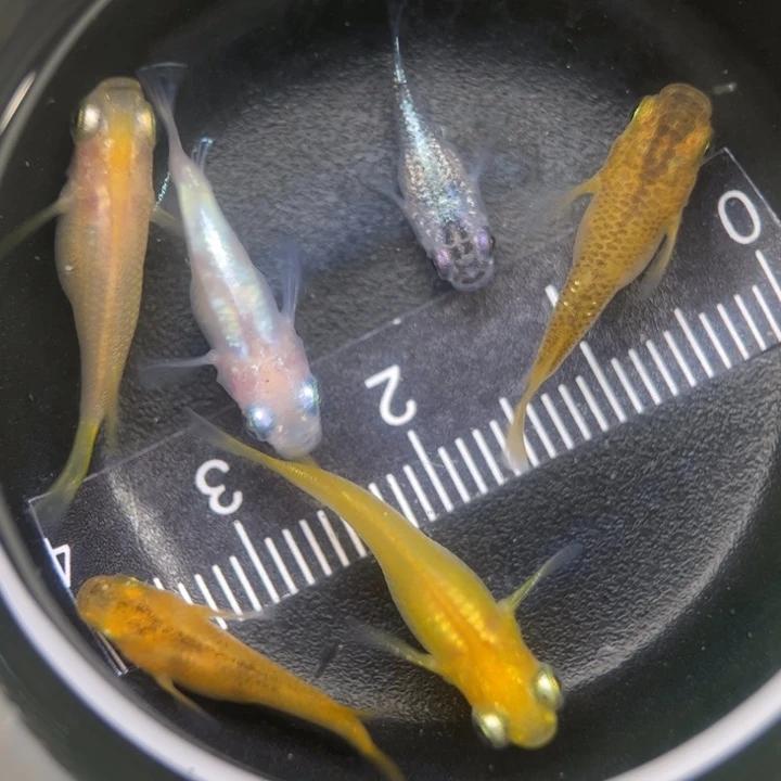 海水鱼混搭球球43号
