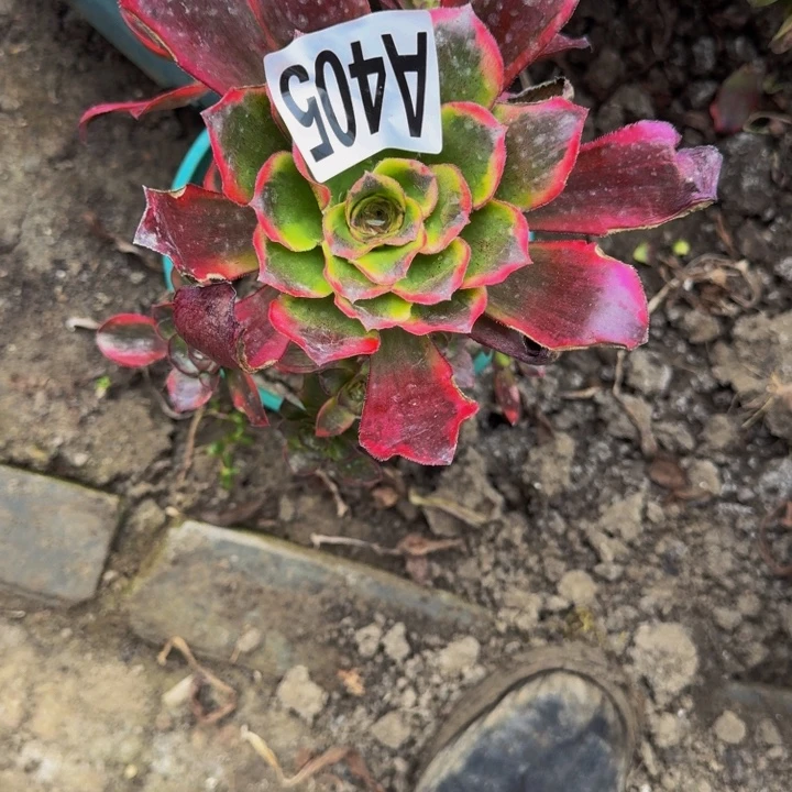 魅影花25-47包邮花花