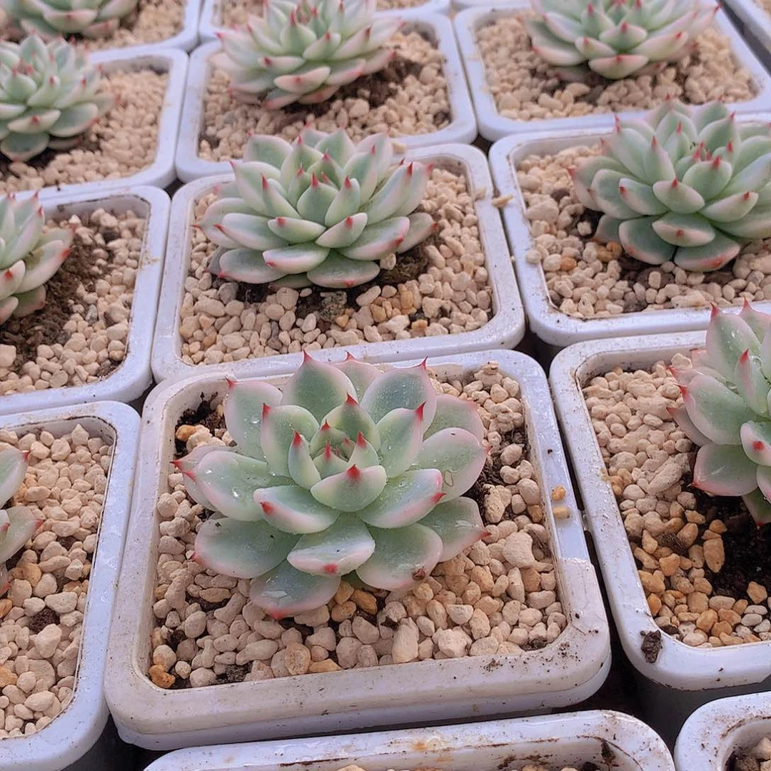 白福伦锦吉娃娃2356778899