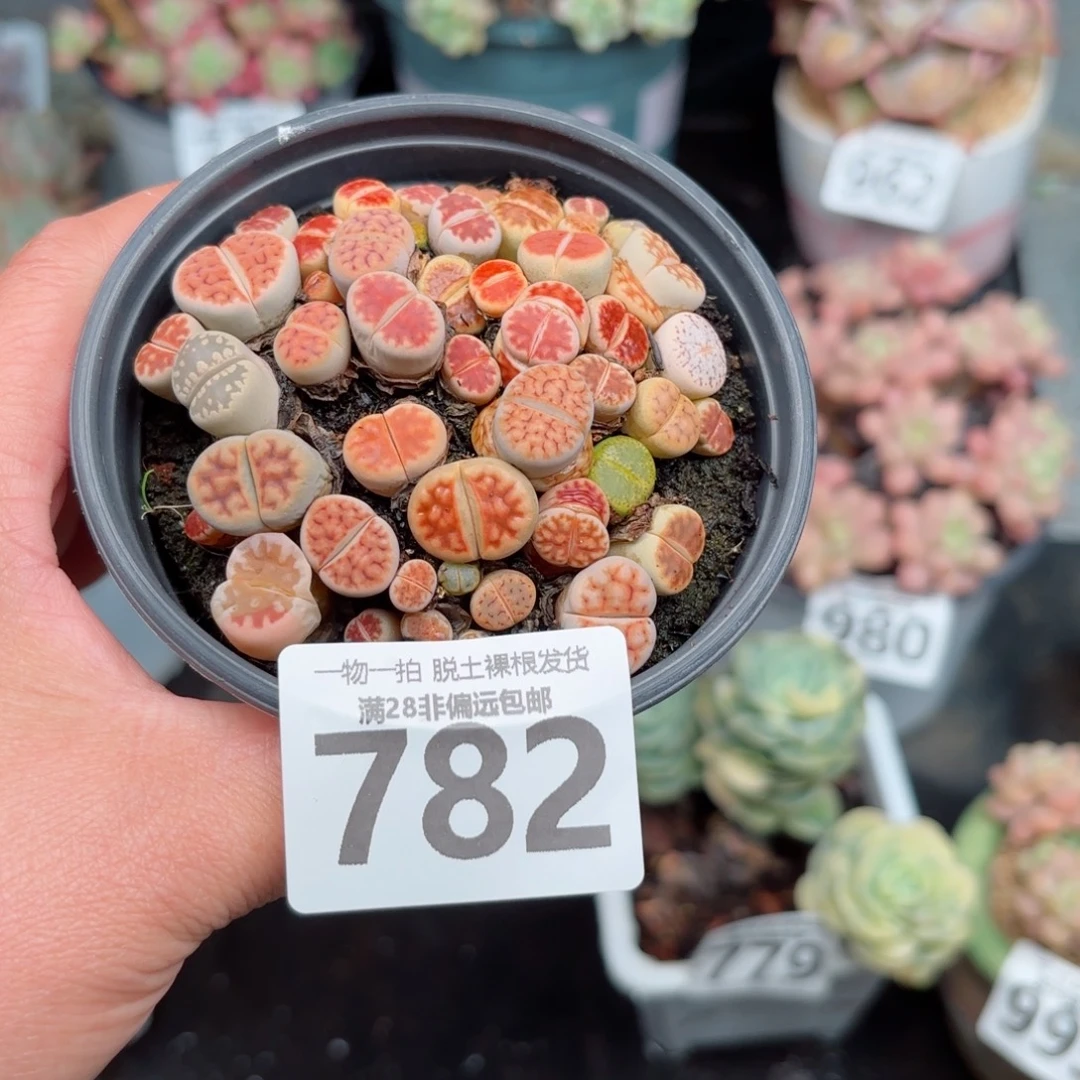 生石花带土球发货