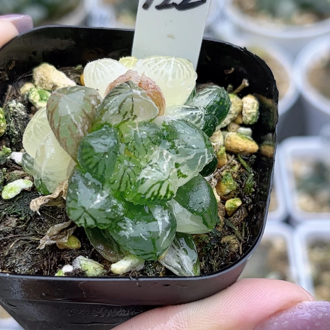 122塑料皮玉露锦多头福利专场
